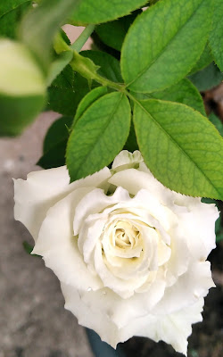 "White rose @ simplymarrimye.com"