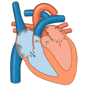 Peredaran darah jantung