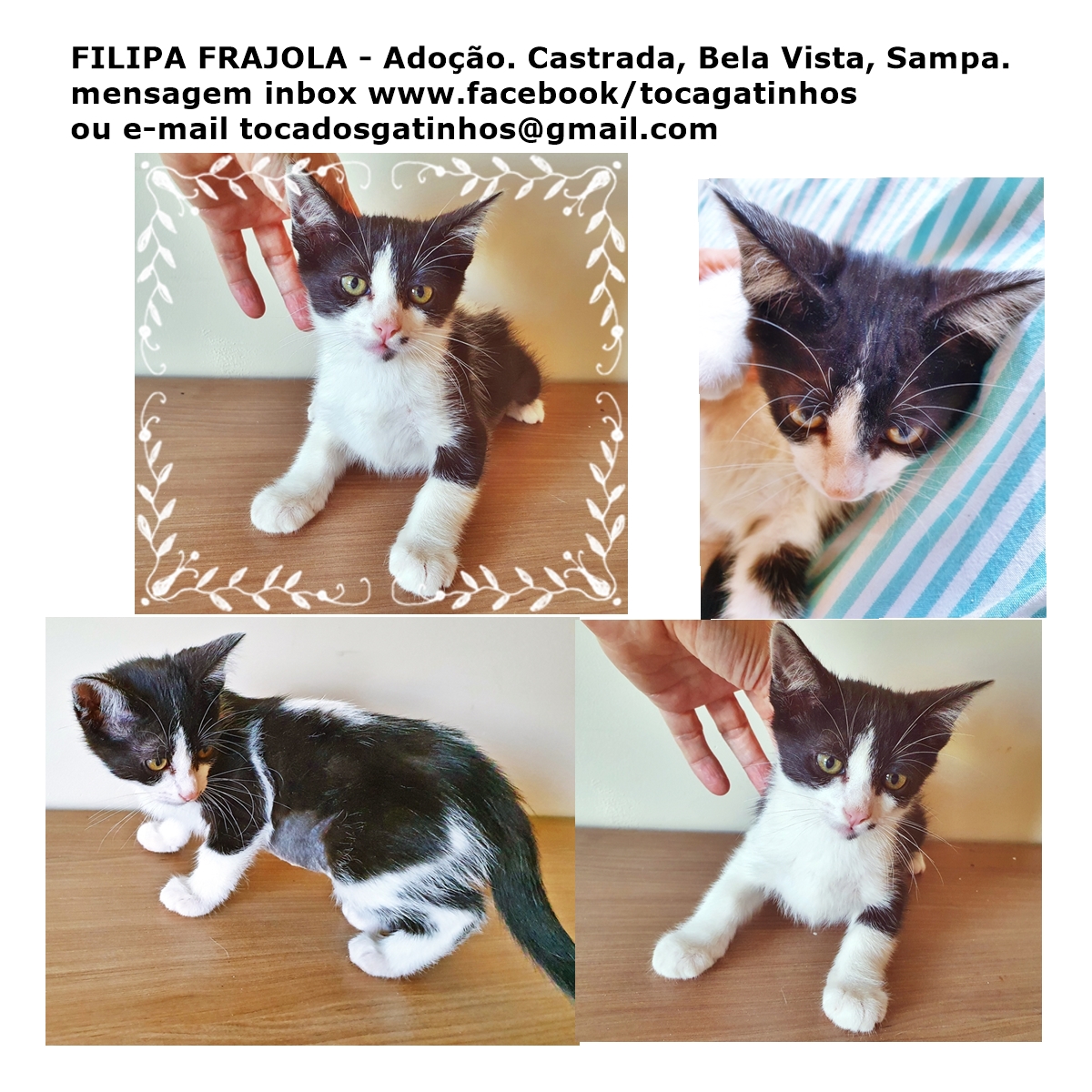 Toca dos Gatinhos - Adoção de Gatos Filhotes e Adultos - SP Capital.: Fábio  CInza a Pietro Black - castrados e fofinhos na Mooca, ZL