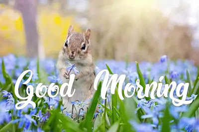 Good Morning Images Good Morning Images