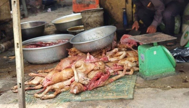 Chính thức cấm giết mổ chó mèo trên toàn lãnh thổ Việt Nam, mức xử phạt lên tới 5 triệu đồng
