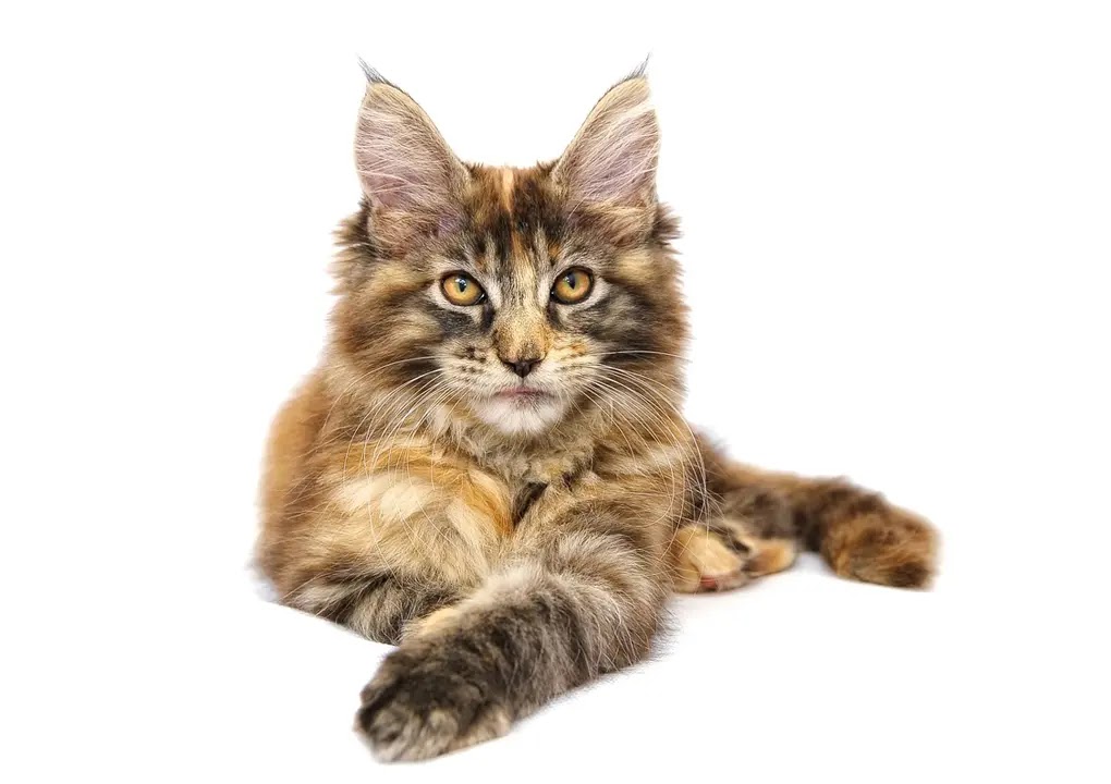 Top 10 Large Cat Breeds The Buzz Land