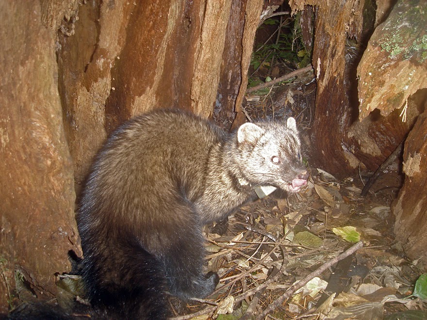 Camera Trap Codger: Return of the Fisher