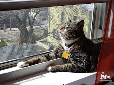 tabby cat in a window