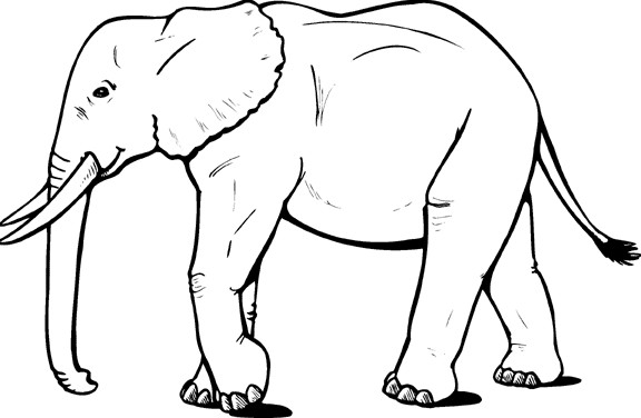  Sketsa  Gambar Hewan  Gajah Terbaru gambarcoloring