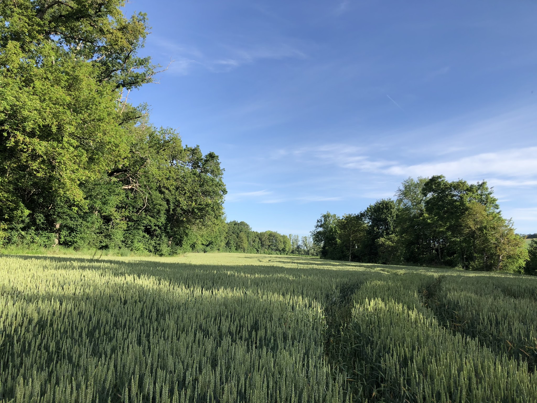 Sophie's absolutely wonderful Scots Adventure . The river meadows