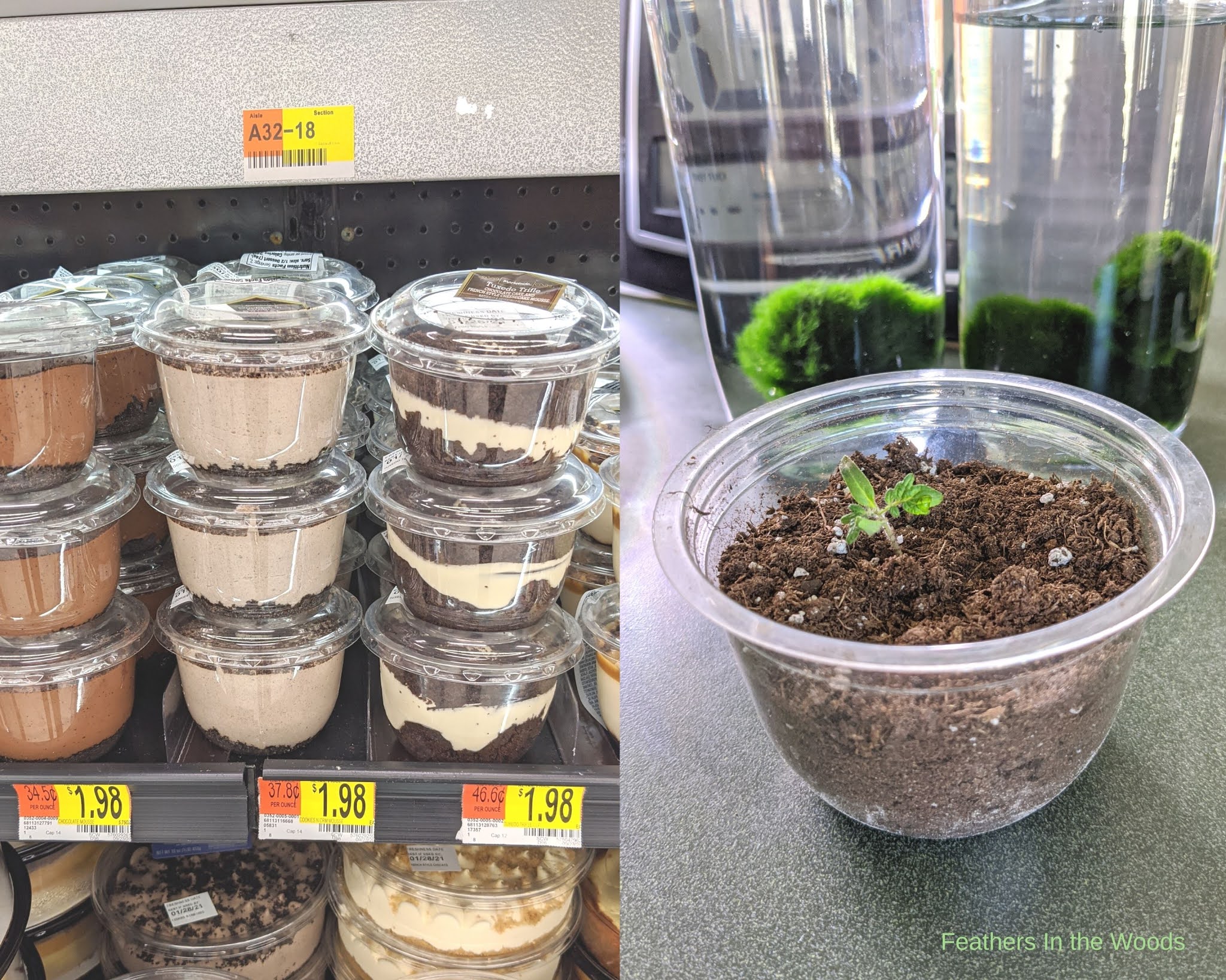 Reuse Old Orchard Juice Containers to Plant Seedlings!