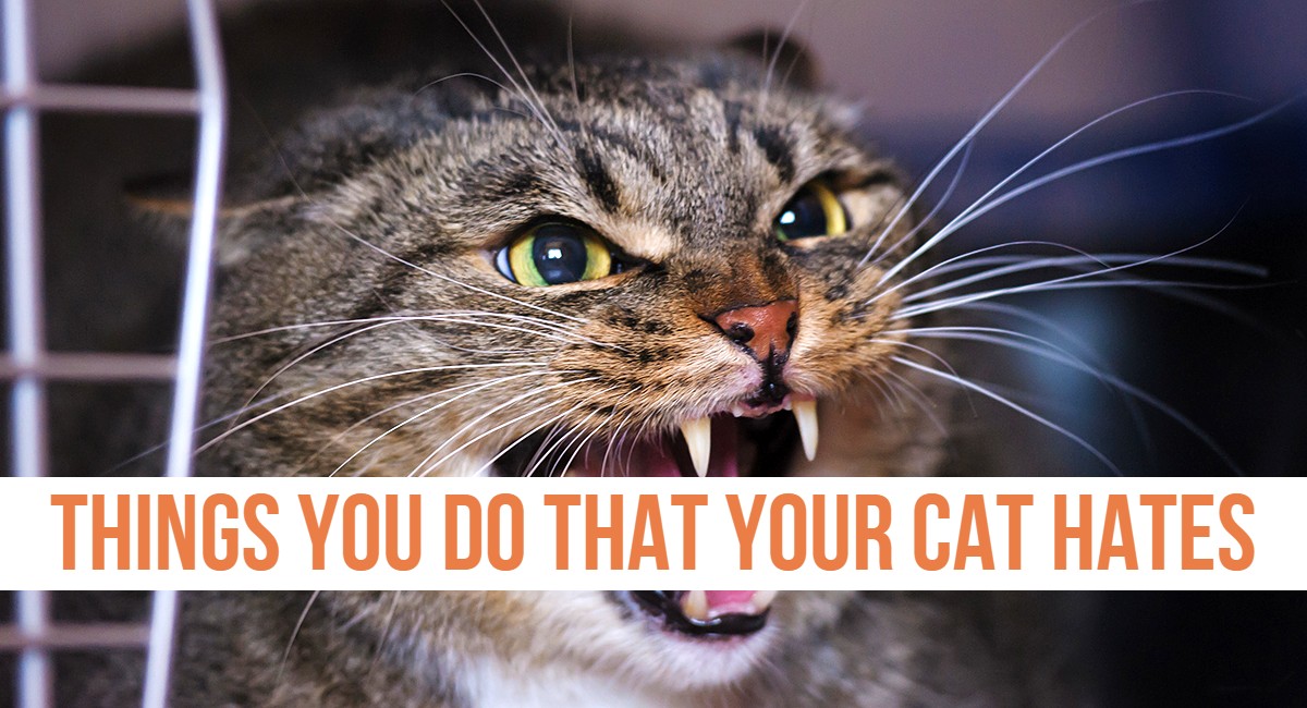 7 things you do that your cat hates Cute Healthy Paws