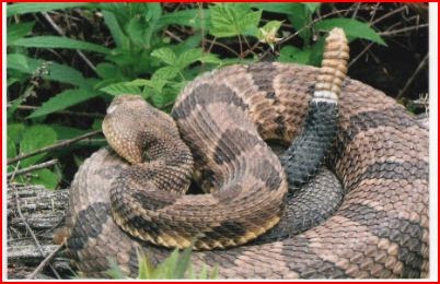 Cameron County PA News: Sinnemahoning Snake Hunt Winners