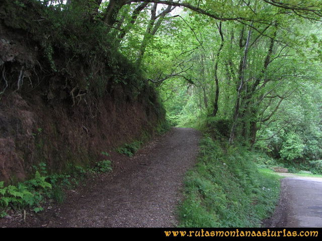 Ruta La Collada Monsacro: Bosque en el camino