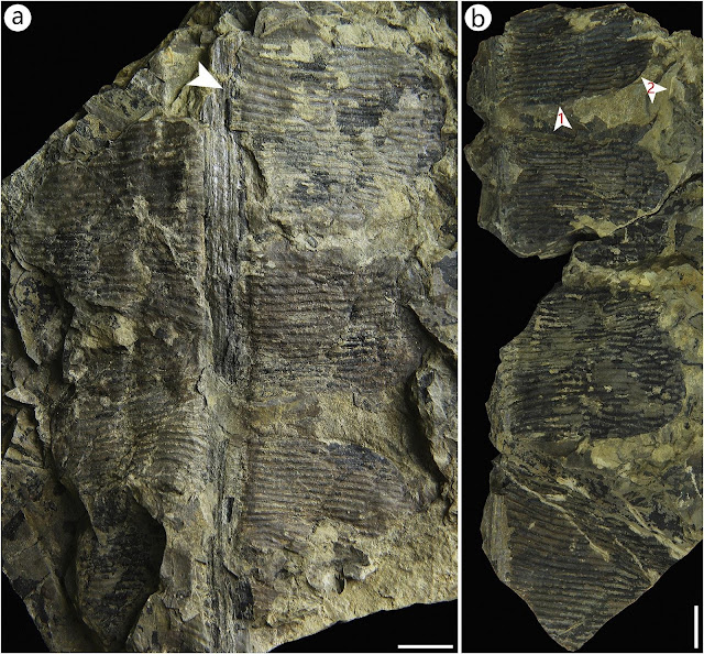New anthrophyopsis fossil material discovered in Sichuan Basin, China