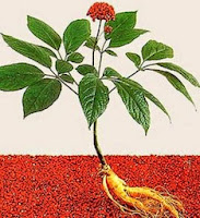 Panax Ginseng