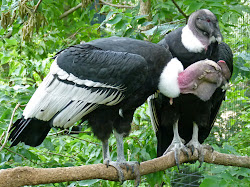 andean condor condors birding vulture everything