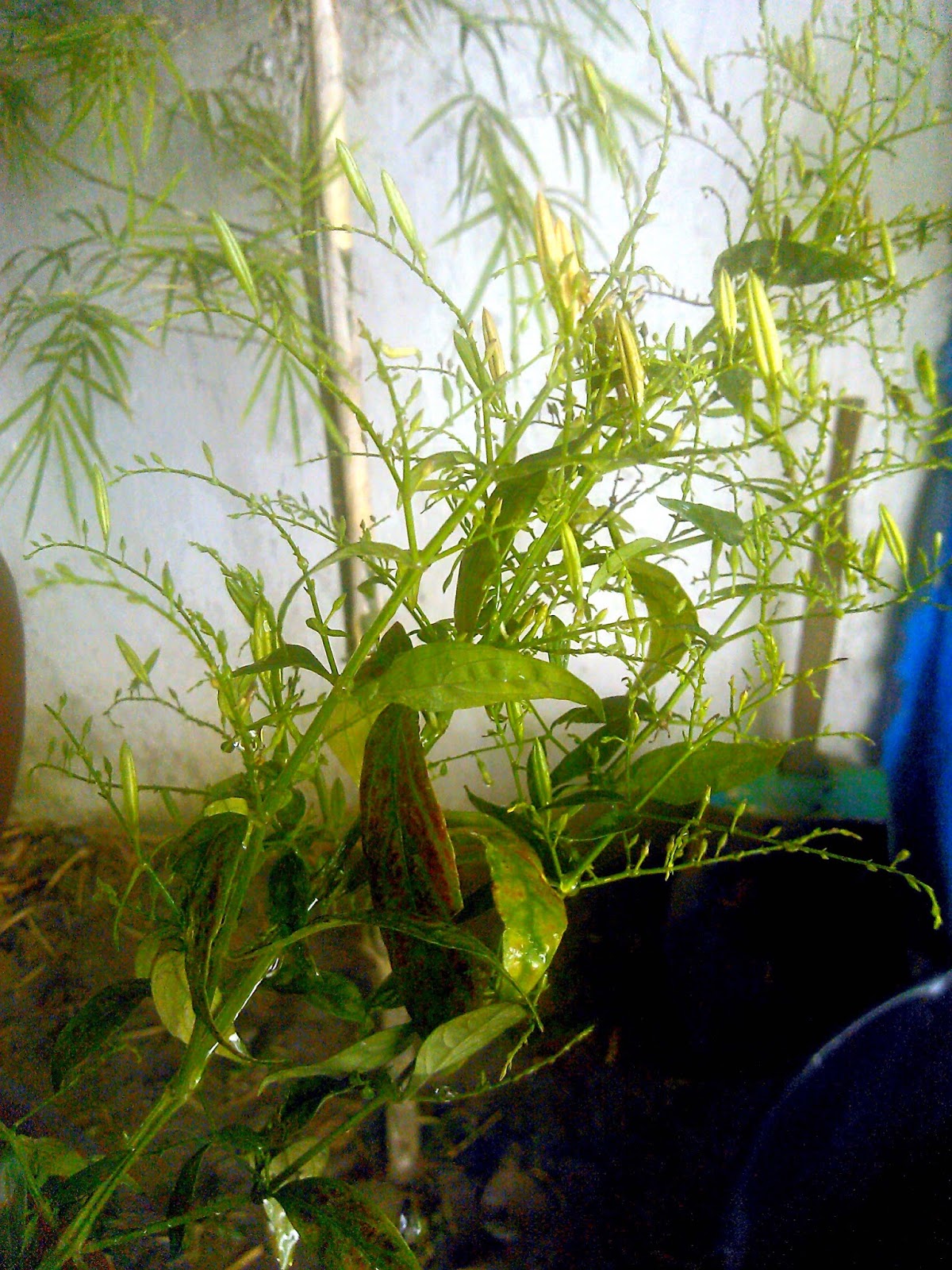 MyCafespot Serpentina plant (Andrographis paniculata