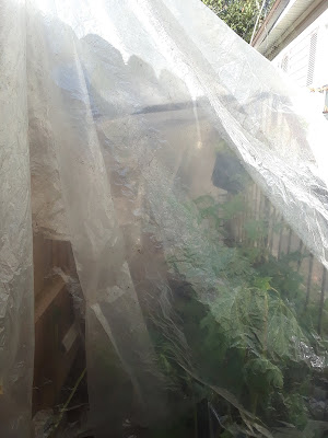 temporary greenhouse