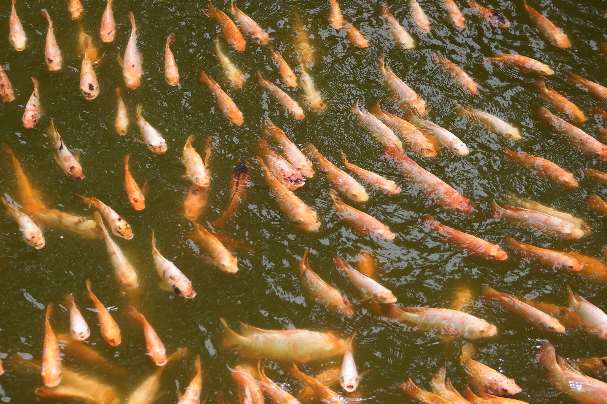 Five Benefits of Having Intensive Cultivation of Tilapia Fish