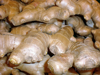 Ingwer (Zingiber officinale)