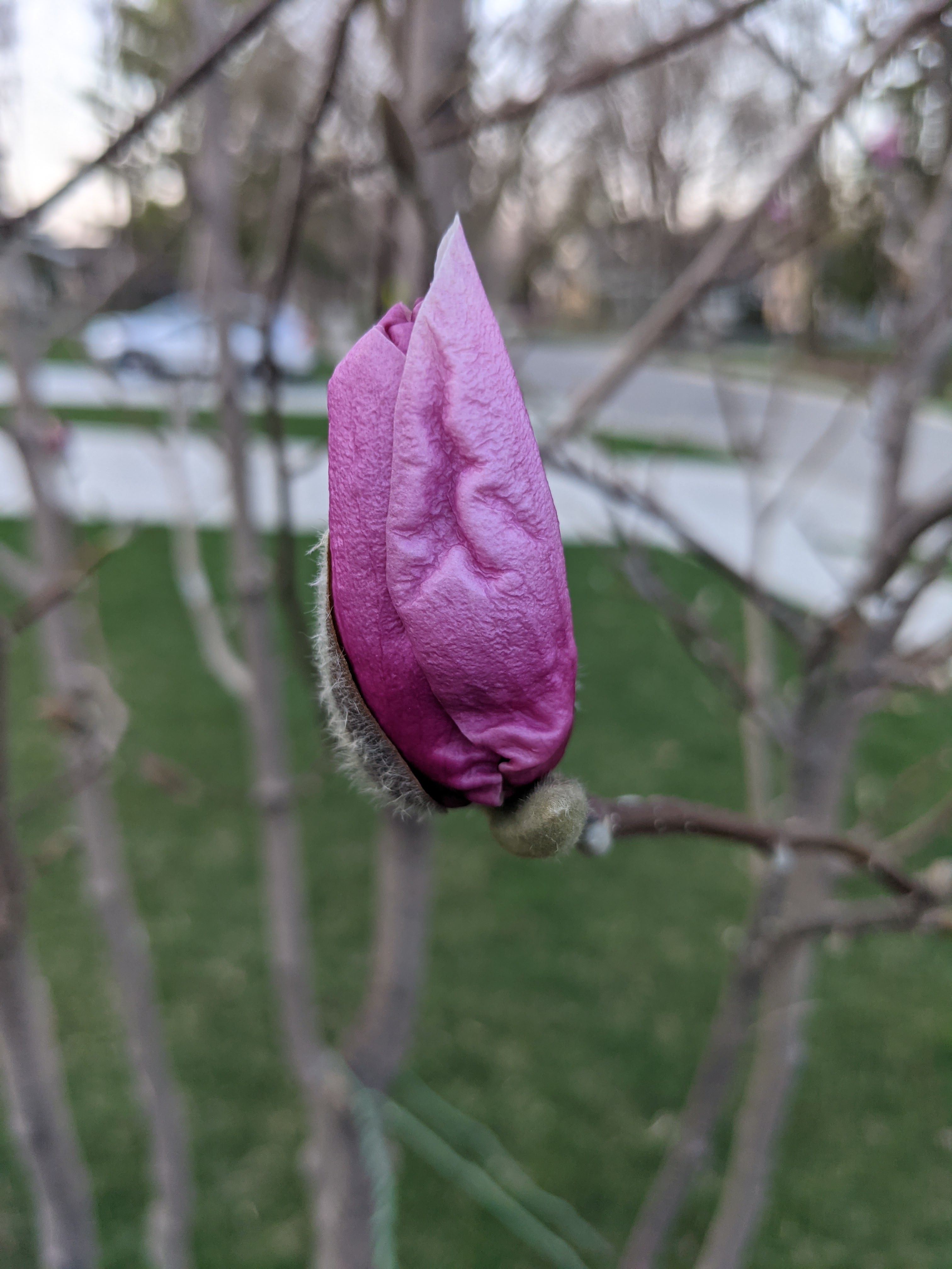 Saucer Magnolia Tree Blooming in Northern Illinois April 2021