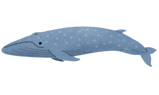 シロナガスクジラのイラスト（鯨） | かわいいフリー素材集 いらすとや