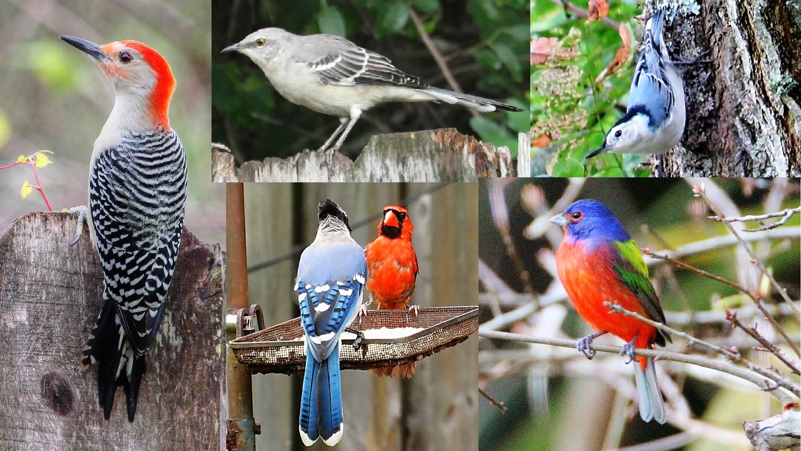 Backyard Birding....and Nature Identifying Your Backyard Birds