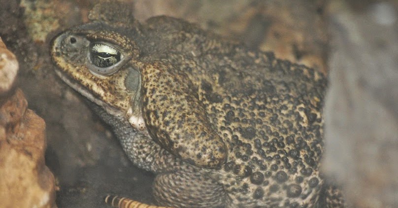 ZOOTOGRAFIANDO (6.100 ANIMALS): SAPO ROCOCÓ / ROCOCO TOAD (Rhinella ...
