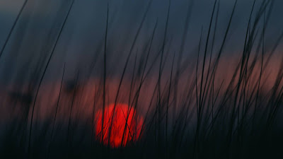 HD Wallpaper Red Sunset Grass HD Wallpaper Red Sunset Grass