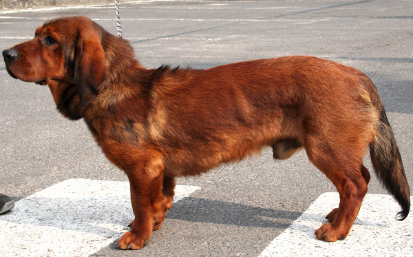 alpine dachsbracke, alpine dachsbracke dog, alpine dachsbracke dogs, about alpine dachsbracke dog, alpine dachsbracke dog appearance, alpine dachsbracke dog breed, alpine dachsbracke dog breeding, alpine dachsbracke dog behavior, alpine dachsbracke dog color, alpine dachsbracke dog coat color, alpine dachsbracke dog characteristics, alpine dachsbracke dog facts, alpine dachsbracke dog feeding, alpine dachsbracke dog history, alpine dachsbracke dog information, alpine dachsbracke dog temperament, alpine dachsbracke dog health, alpine dachsbracke dog lifespan, raising alpine dachsbracke dogs as pets