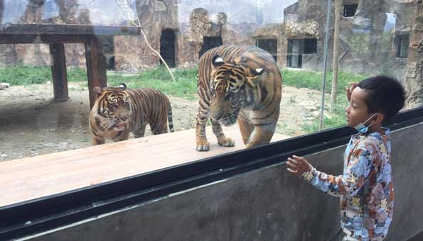 TMSBK Bukittinggi bermain main dengan harimau Sumatera
