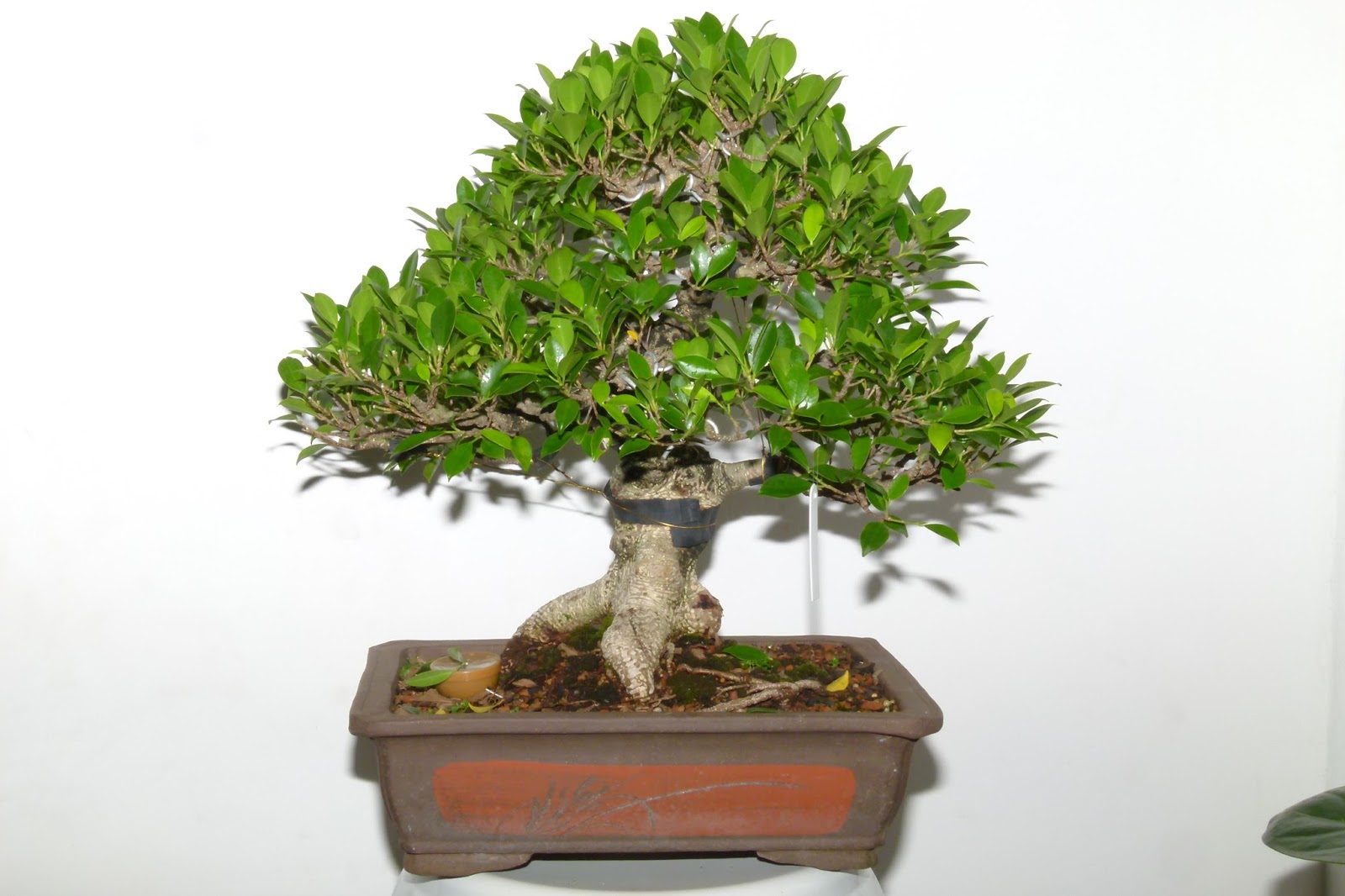 Adeniums e Bonsais: BONSAIS À VENDA