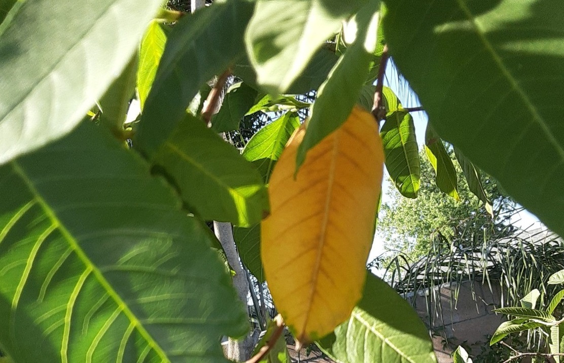 Farmers Know Best My Guava Tree Leaves Are Turning Yellow