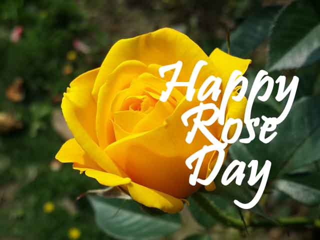 Happy Rose Day 2022 Images, Wallpapers, Pics & Photos