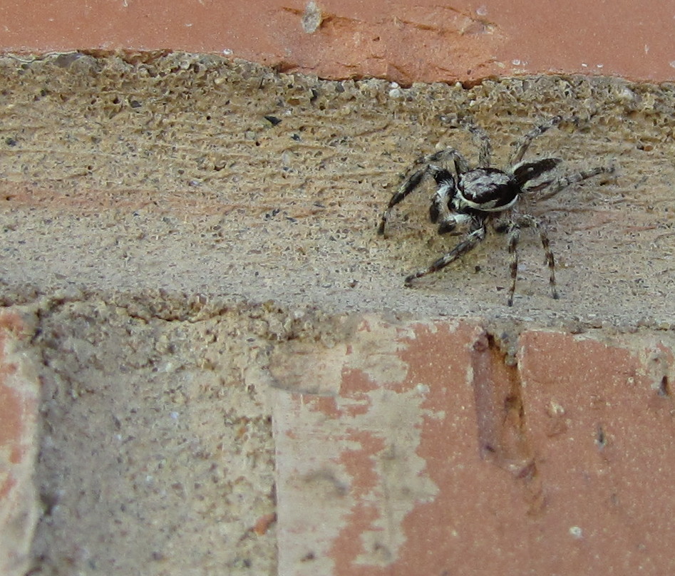 Jumping spider encounter?