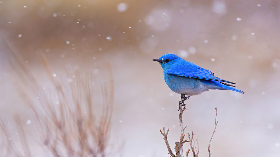 #8.2891, Bluebird, Snowing, 4K Wallpaper PC Desktop