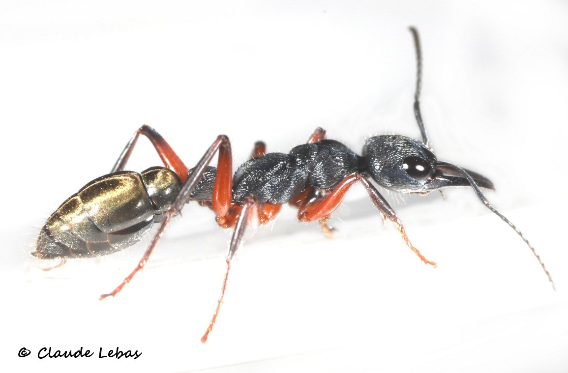 Fourmis d'Australie Myrmecia fulvipes