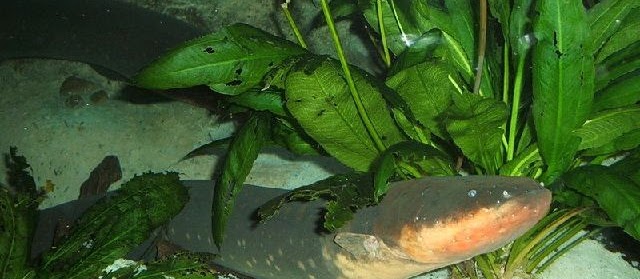 Keunggulan Belut Tanpa Efek Samping untuk Pria, Bumil, dan Bayi