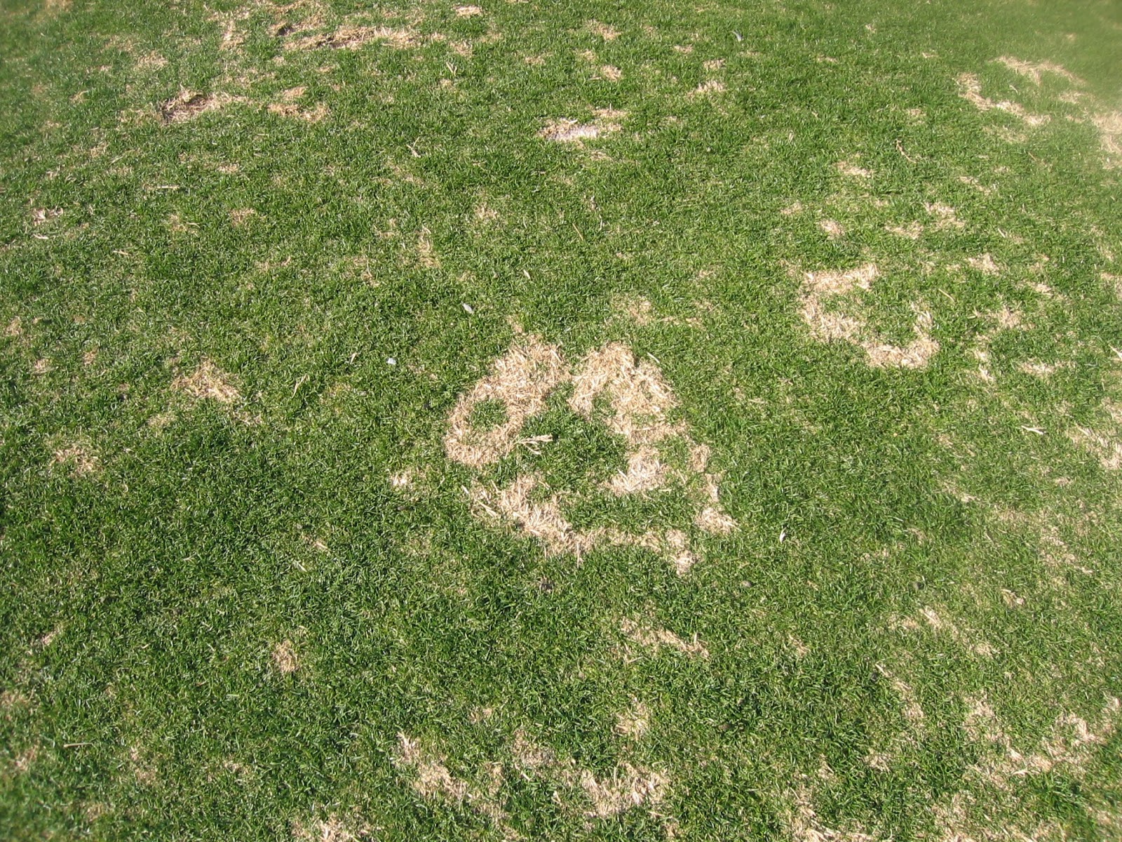 Xtremehorticulture of the Desert Tall Fescue Lawn Suffers from Summer Patch Disease