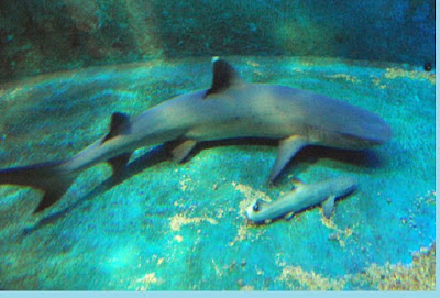 Ikan hiu bertelur dan beranak (Ovovivipar) - berbagaireviews.com