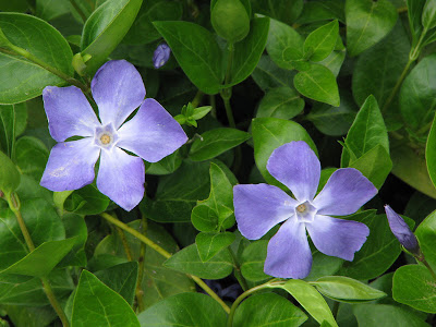 CEZAYİR MENEKŞESİ (Vinca major)