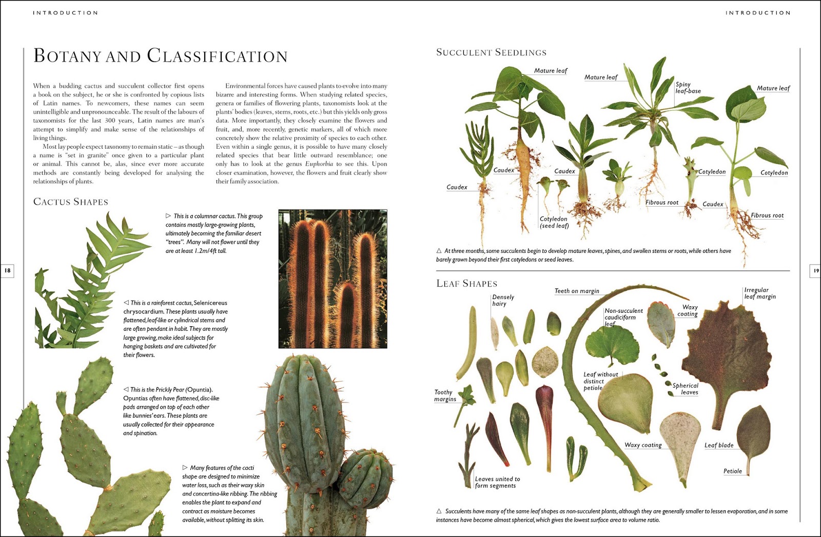 Book review The Complete Illustrated Guide to Growing Cacti & Succulents