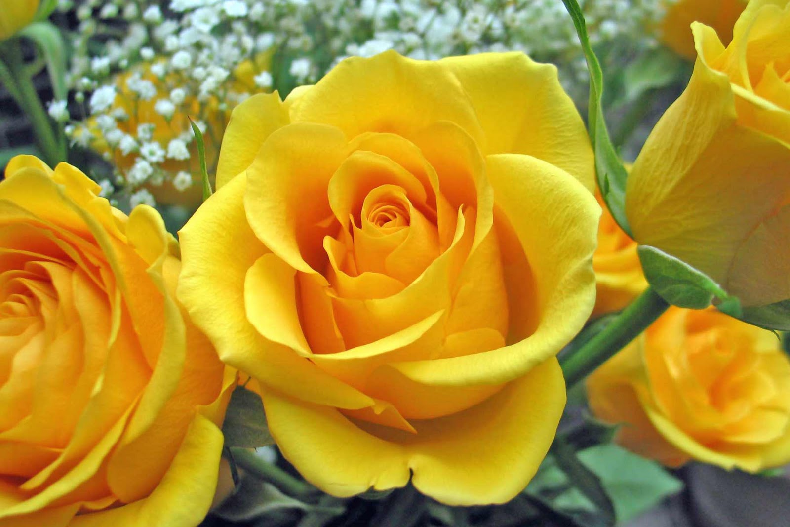The Most Beautiful Yellow Roses Blog Xây Dựng Dịch Vụ