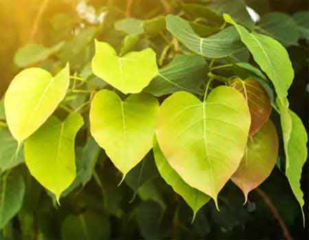 Peepal Leaf Offering to Hanuman with Name of Sri Ram