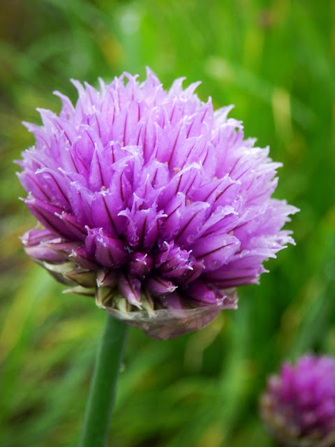 Chive flower