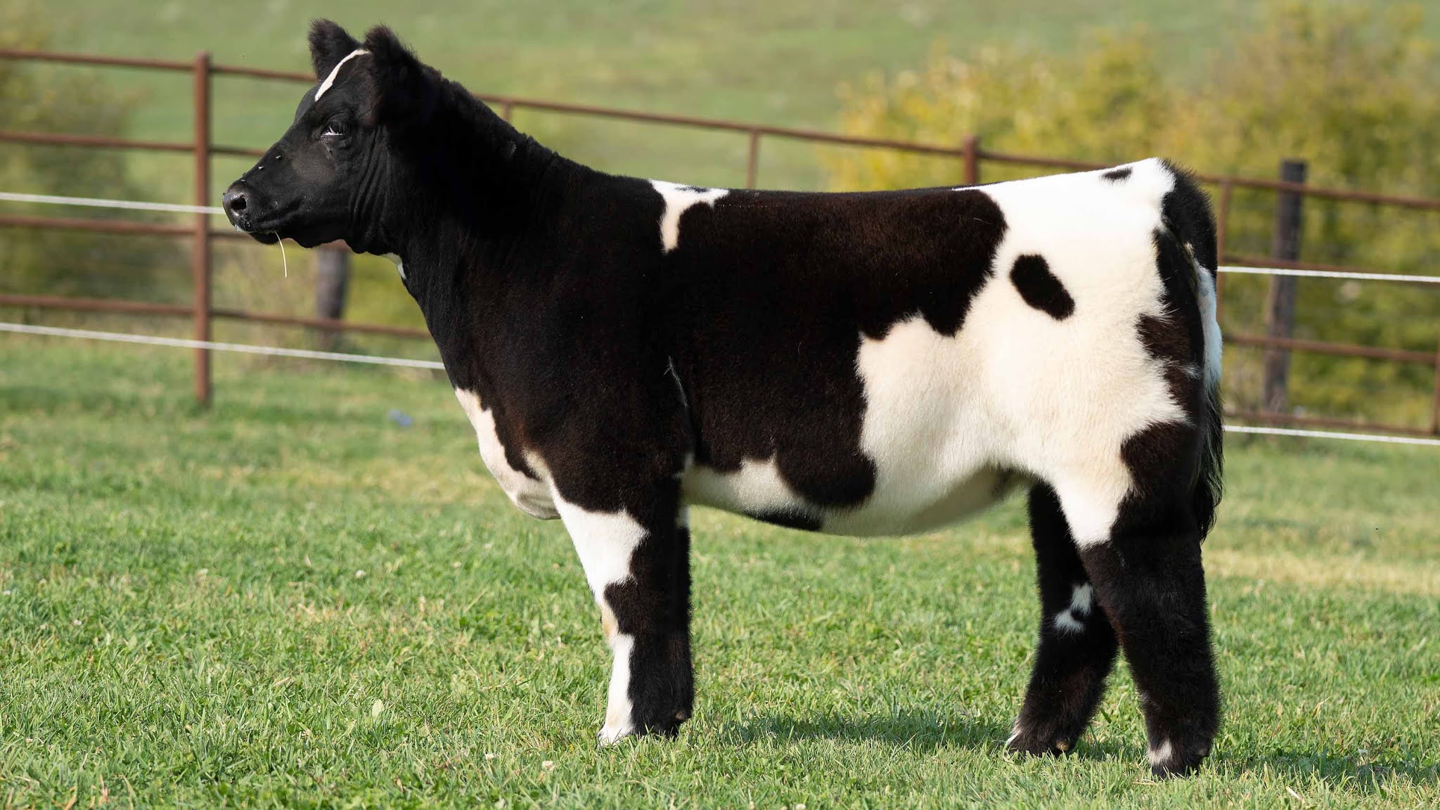 RCC Blog EWING SHOW CATTLE