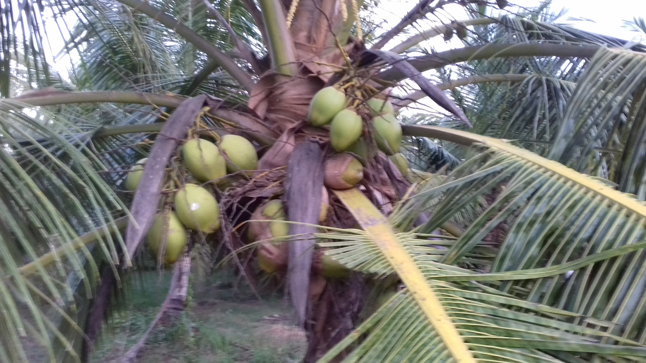 10 Acres Coconut Estate in Odayaweli Real Estate and Land Brokers in