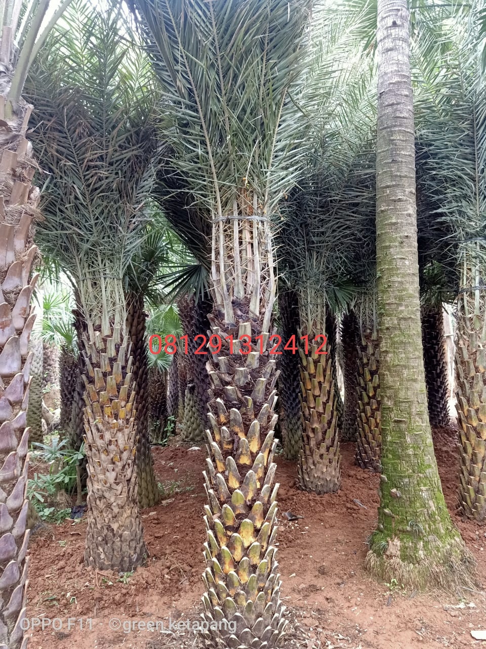 jual macam macam pohon palem murah - TUKANG TAMAN