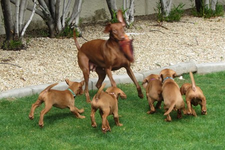 Carmen loves playing keep away!