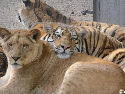 画像をダウンロード 虎とライオン 329519-虎とライオンの喧嘩
