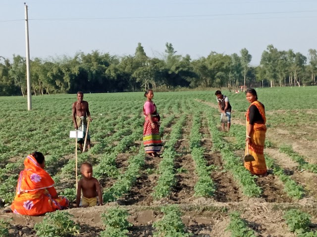 পঞ্চগড়ে আলুর পরিচর্যায় ব্যস্ত কৃষক-কৃষাণি ‘ সবুজে সবুজে ভরে গেছে মাঠ-প্রান্তর