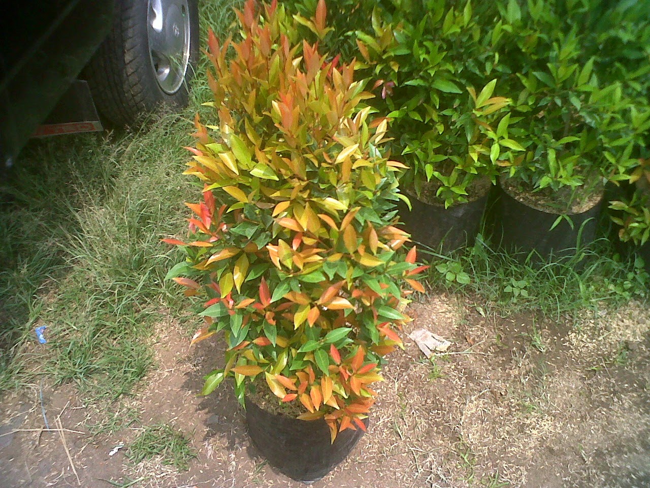 pohon pucuk merah|pohon hias|tanaman hias pucuk merah| | LOVE GREEN