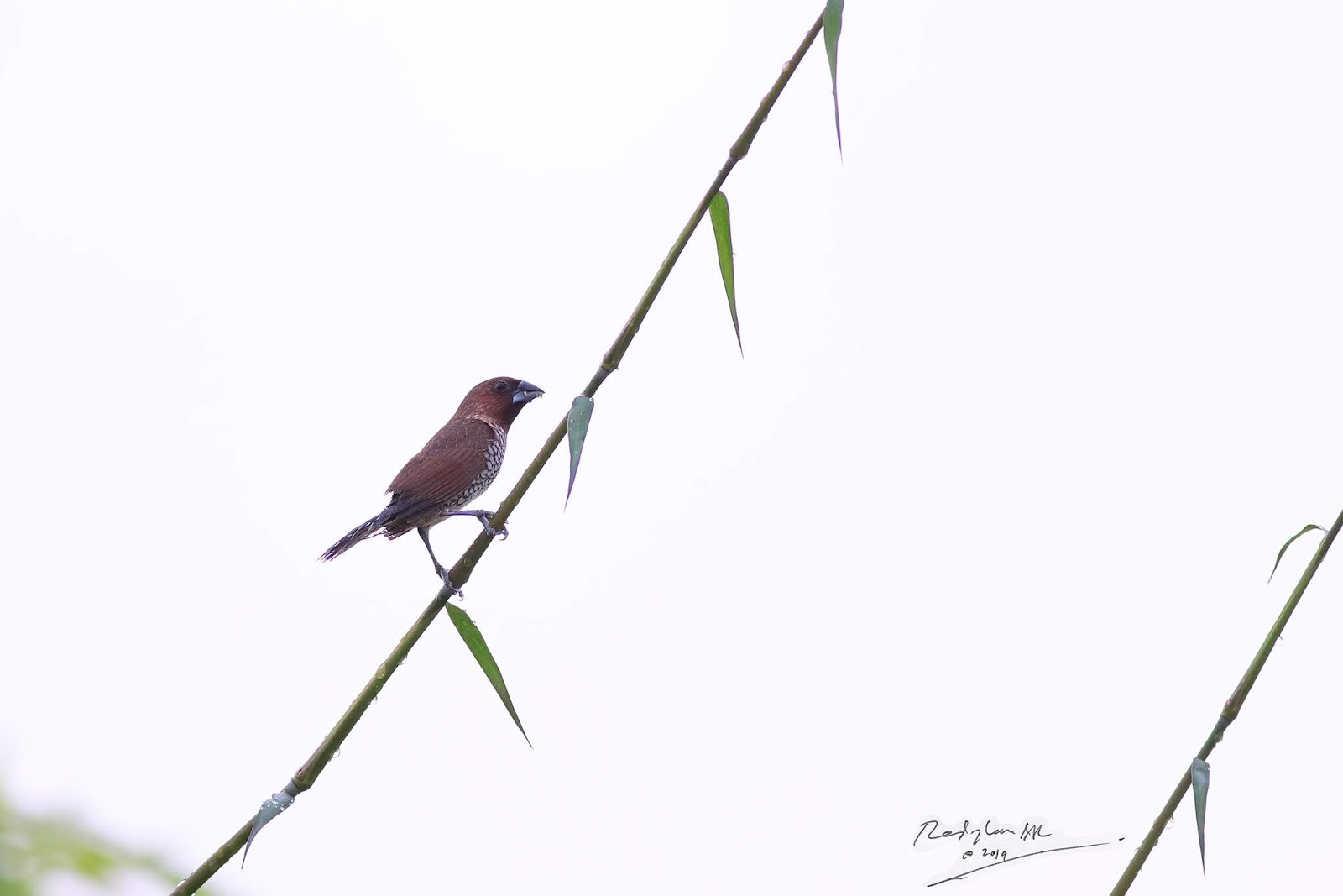Birds and Nature Photography Raub Birds on Bamboo part 2